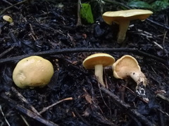 Tricholomopsis aurea