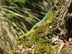 Sceloporus taeniocnemis