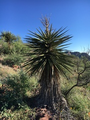 Yucca torreyi