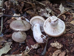Lactarius cinereus