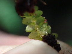 Calypogeia integristipula