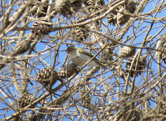 Phylloscopus bonelli