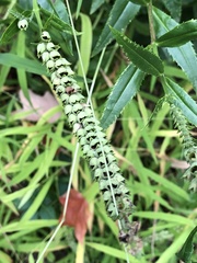 Physostegia virginiana