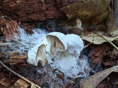 Hypomyces ochraceus