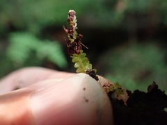 Calypogeia integristipula