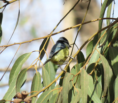 Cyanistes teneriffae