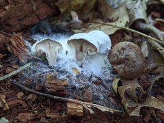 Hypomyces ochraceus