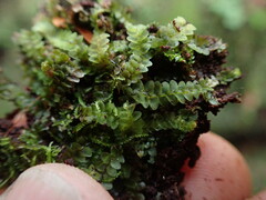 Calypogeia integristipula