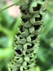 Physostegia virginiana