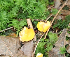 Cantharellus cibarius