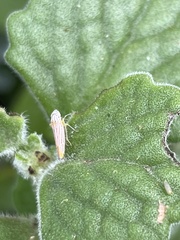 Graphocephala aurora