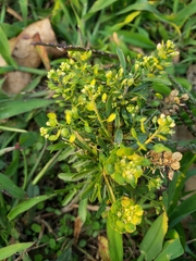 Lepidium virginicum