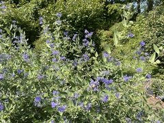 Caryopteris × clandonensis