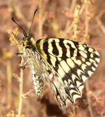 Zerynthia rumina