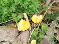 Cantharellus cibarius