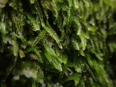 Cephalozia bicuspidata