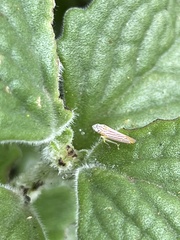 Graphocephala aurora