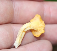 Cantharellus cibarius