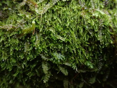 Cephalozia bicuspidata