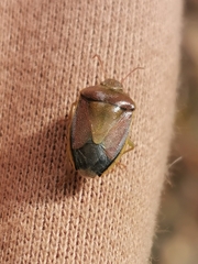 Piezodorus lituratus