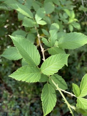 Rubus pensilvanicus