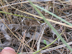 Pyronia cecilia