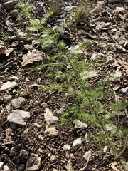 Asparagus acutifolius
