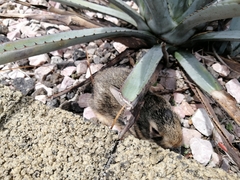 Lagomorpha