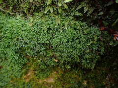 Riccardia chamedryfolia