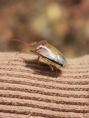 Piezodorus lituratus