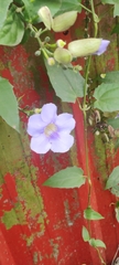 Thunbergia grandiflora