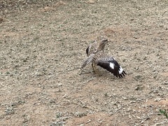 Burhinus capensis capensis