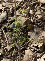 Asparagus acutifolius