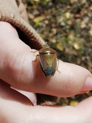 Piezodorus lituratus