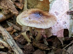Cyclocybe erebia
