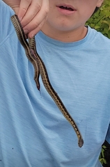 Thamnophis sirtalis semifasciatus