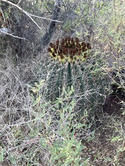 Ferocactus herrerae