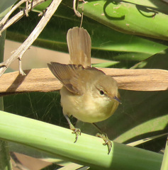 Acrocephalus scirpaceus