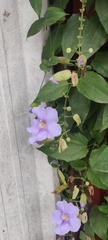 Thunbergia grandiflora