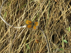 Pyronia cecilia