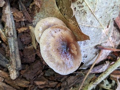 Cyclocybe erebia