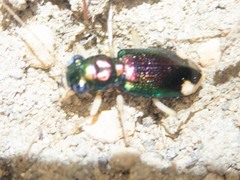 Tetracha carolina
