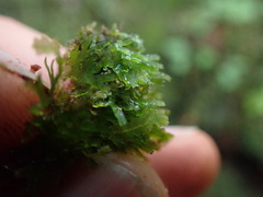Riccardia chamedryfolia