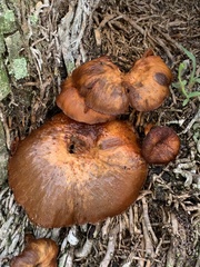 Omphalotus subilludens