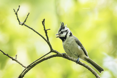 Baeolophus wollweberi