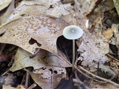 Mycena subcaerulea