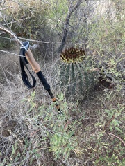 Ferocactus herrerae