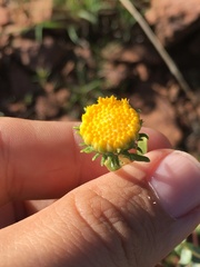 Grindelia squarrosa