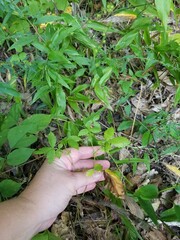 Agrimonia rostellata