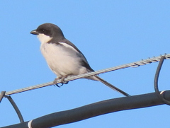 Lanius collaris collaris